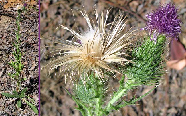 Bull Thistle, CIRSIUM VULGARE