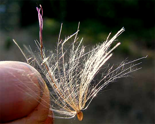 pappus of mature achene of Bull Thistle, CIRSIUM VULGARE