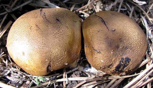 Purple-spored Puffball, CALVATIA cf. CYATHIFORMIS