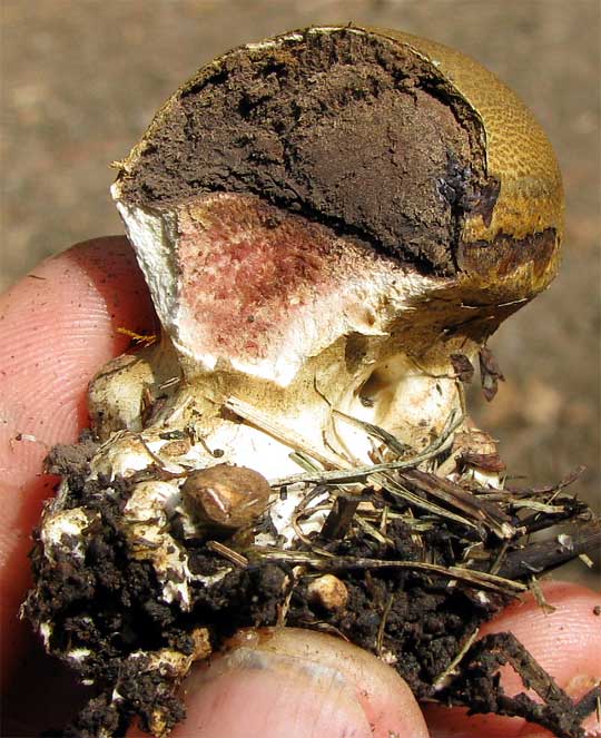 Purple-spored Puffball, CALVATIA cf. CYATHIFORMIS