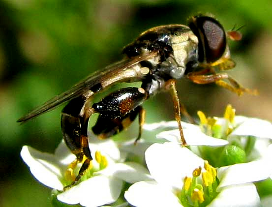 Thick-legged Hoverfly, SYRITTA PIPIENS