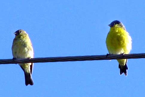 Lesser Goldfinches, CARDUELIS PSALTRIA