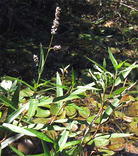 Swamp Smartweed or Mild Waterpepper, POLYGONUM HYDROPIPEROIDES