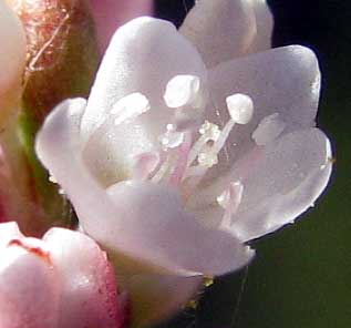 flower of Swamp Smartweed or Mild Waterpepper, POLYGONUM HYDROPIPEROIDES