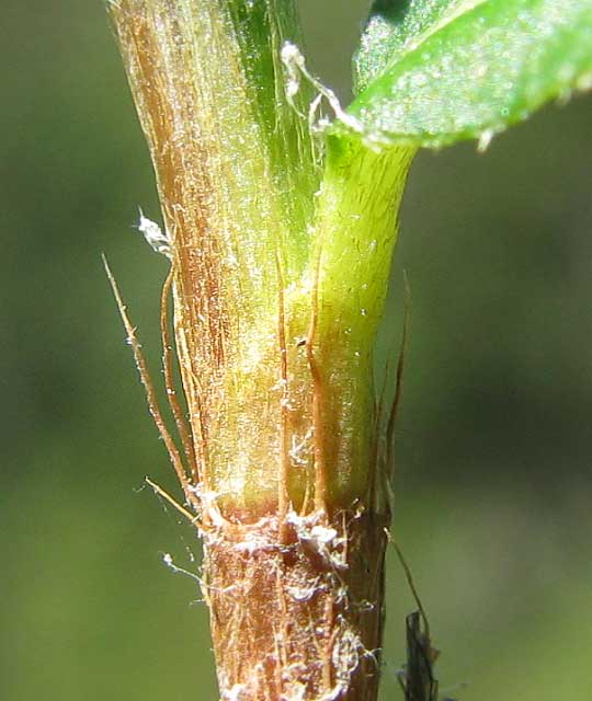 stipular sheath or ochrea on Swamp Smartweed or Mild Waterpepper, POLYGONUM HYDROPIPEROIDES