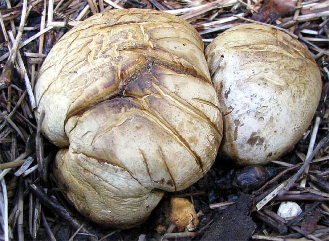 Purple-spored Puffball, CALVATIA CYATHIFORMIS