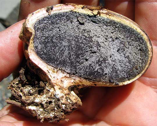 Earthball, SCLERODERMA cf. areolatum, cross section