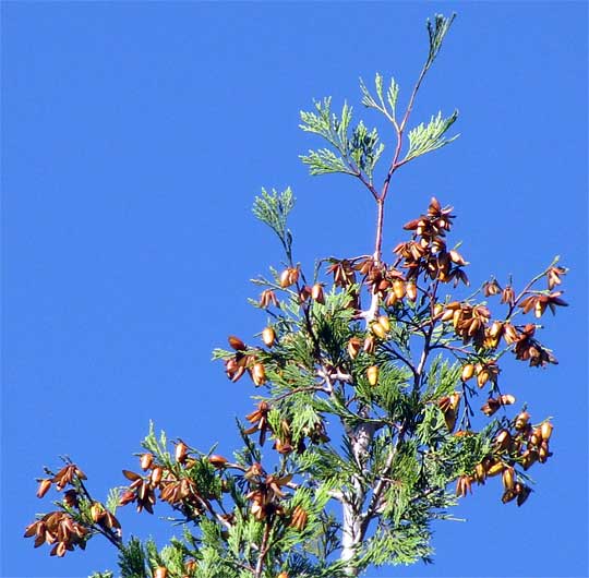 cones of California Incense-cedar, CALOCEDRUS DECURRENS