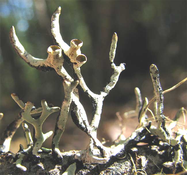 Forked Tube Lichen, HYPOGYMNIA IMSHAUGII