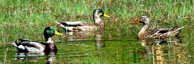 MOLTING MALLARDS