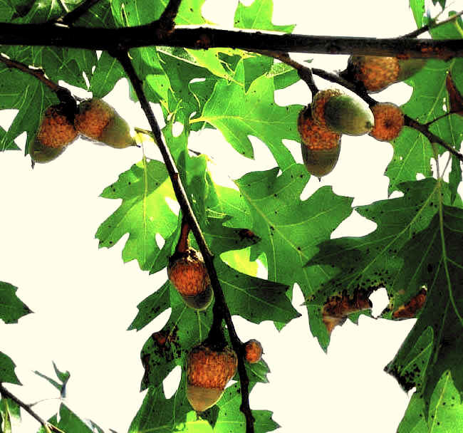 California Black Oaks, QUERCUS KELLOGGII