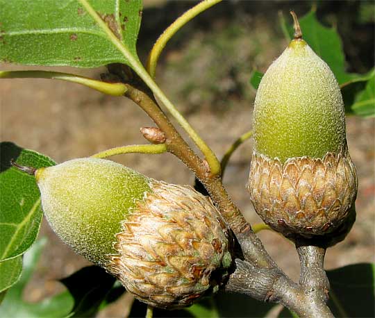 California Black Oak, QUERCUS KELLOGGII, acorns