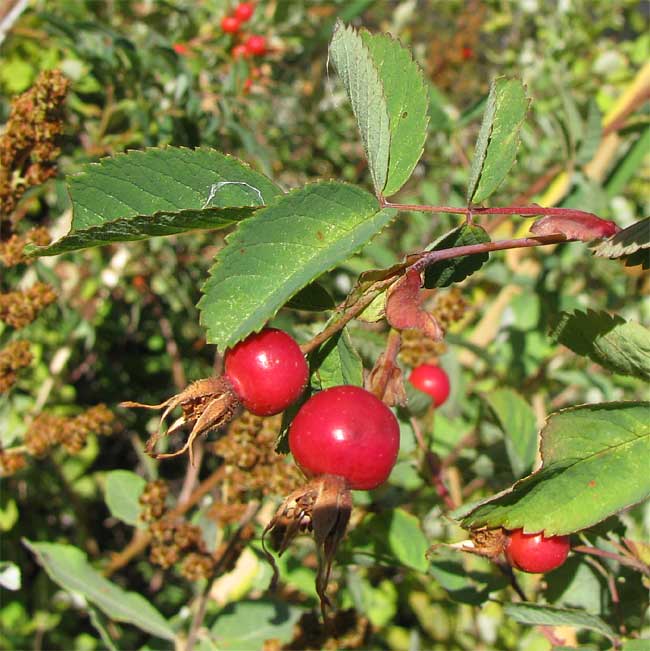 hips of Cluster Roses, ROSA PISOCARPA
