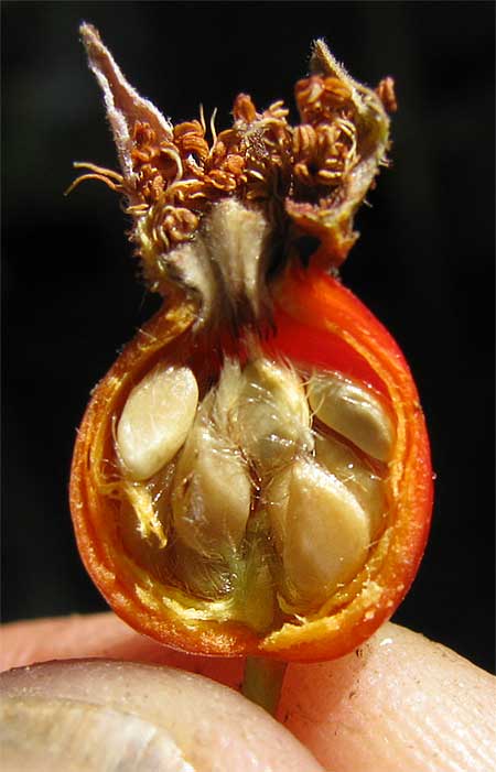 Cluster Roses, ROSA PISOCARPA, hip cross section