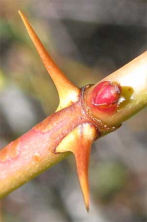 Cluster Roses, ROSA PISOCARPA, spines