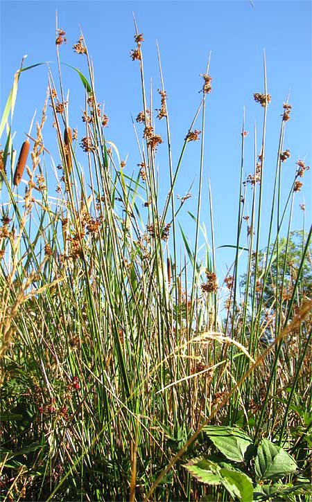 Tule, SCHOENOPLECTUS ACUTUS var. OCCIDENTALIS