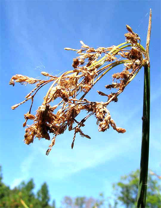 inflorescence of Tule, SCHOENOPLECTUS ACUTUS var. OCCIDENTALIS