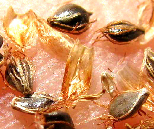 achenes & bracts of Tule, SCHOENOPLECTUS ACUTUS var. OCCIDENTALIS