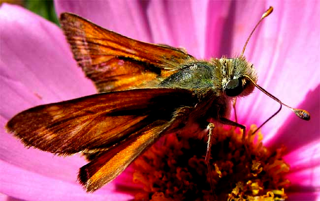 Woodland Skipper, OCHLODES SYLVANOIDES