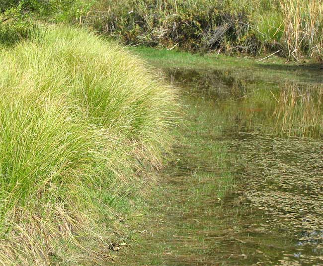 Blister Sedge, CAREX VESICARIA