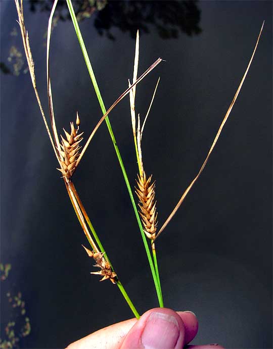 inflorescences of Blister Sedge, CAREX VESICARIA