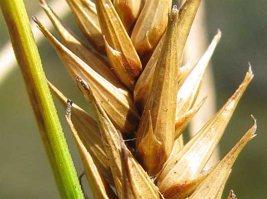 perigynas of Blister Sedge, CAREX VESICARIA