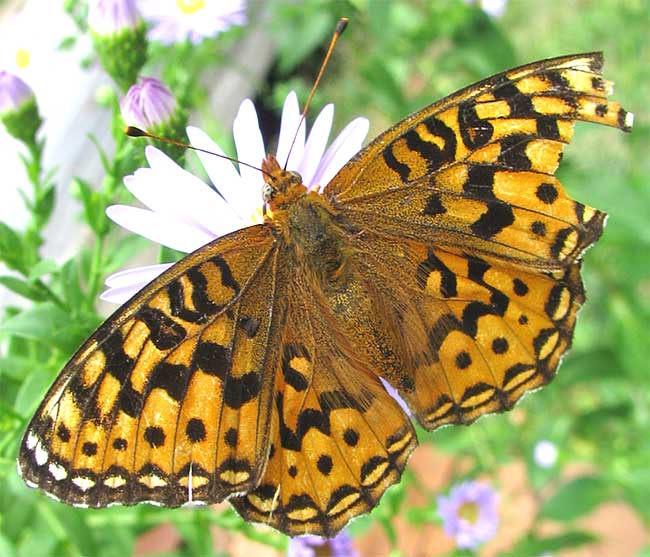 Northwestern Fritillary, SPEYERIA HESPERIS