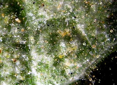 Two-spotted Spider Mite, TETRANYCHUS URTICAE, on undersurface of snapbean leaf