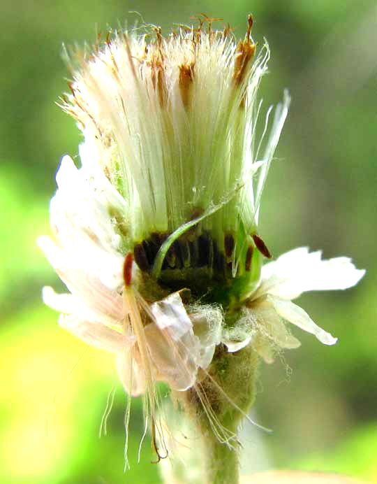 cross section of flower head of Pearly Everlasting, ANAPHALIS MARGARITACEA