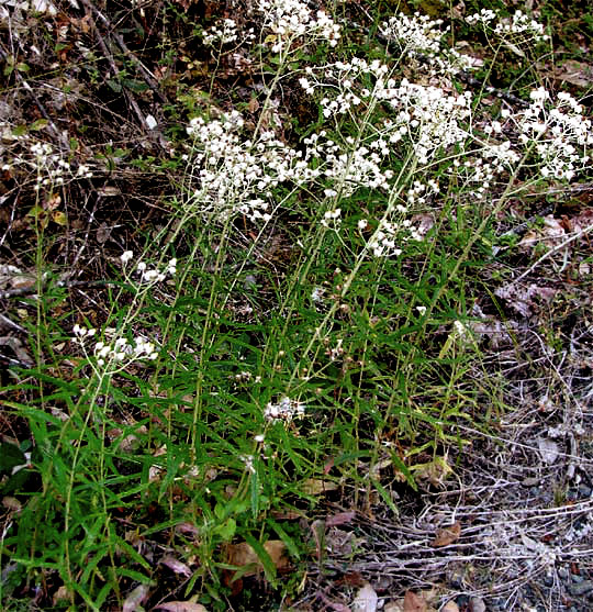 Pearly Everlasting, ANAPHALIS MARGARITACEA