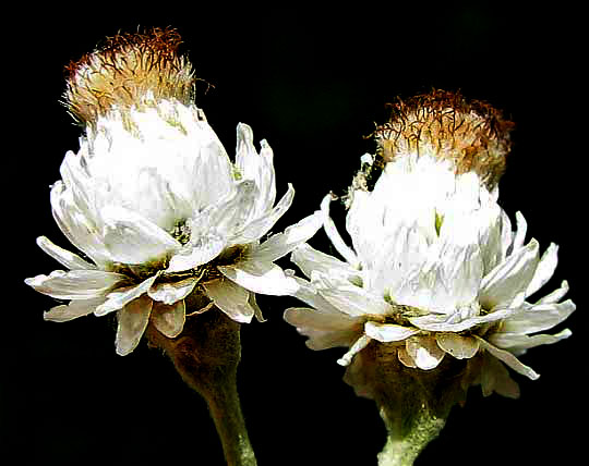 Pearly Everlasting, ANAPHALIS MARGARITACEA, flower heads