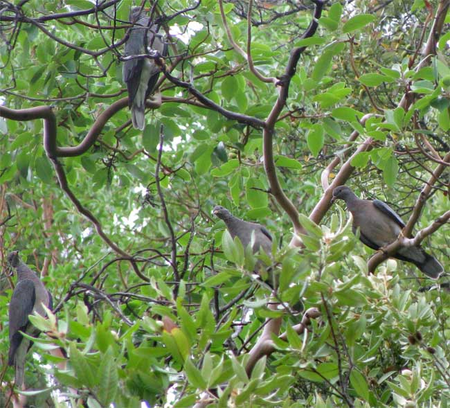 Band-tailed Pigeon, COLUMBA FASCIATA