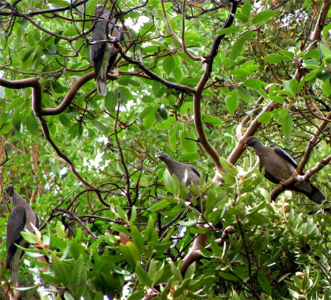 Band-tailed Pigeon, COLUMBA FASCIATA