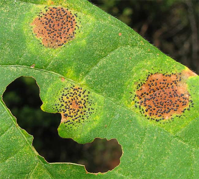 tar spot disease on Bigleaf Maple caused by RHYTISMA PUNCTATUM