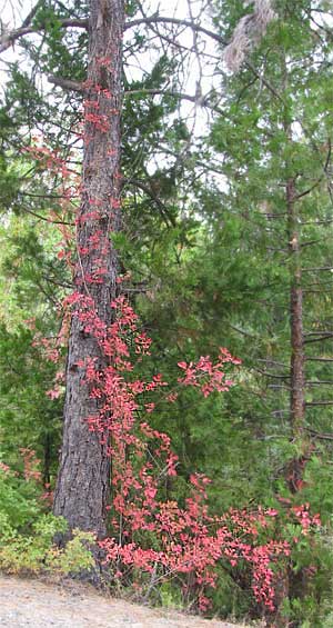 Viny Western Poison-Oak, TOXICODENDRON DIVERSILOBUM