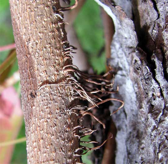 poison oak leaf. roots on Poison Oak,