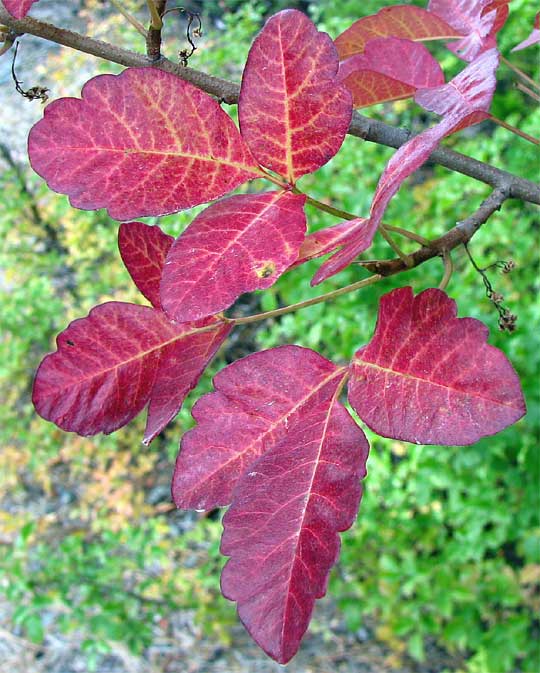 poison oak vine. Poison Oak, Toxicodendron