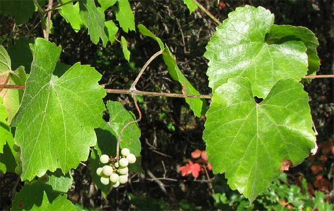 California Wild Grape, VITIS CALIFORNICA