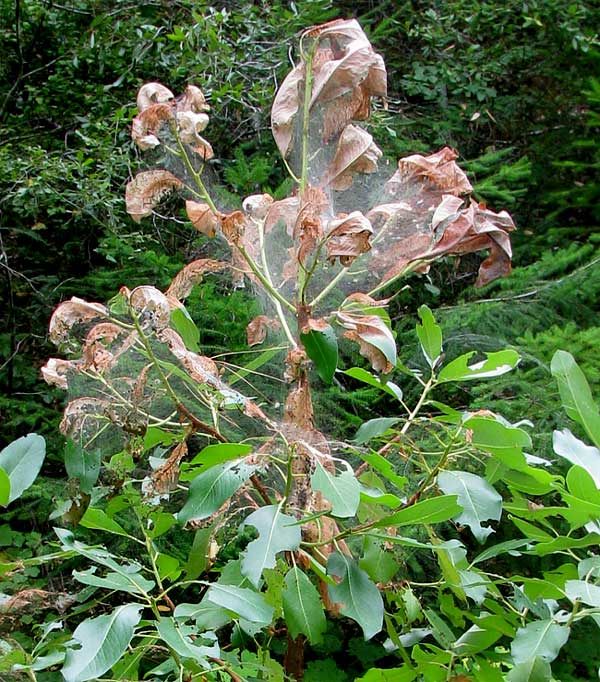 tent of Fall Webworm, HYPHANTRIA CUNEA