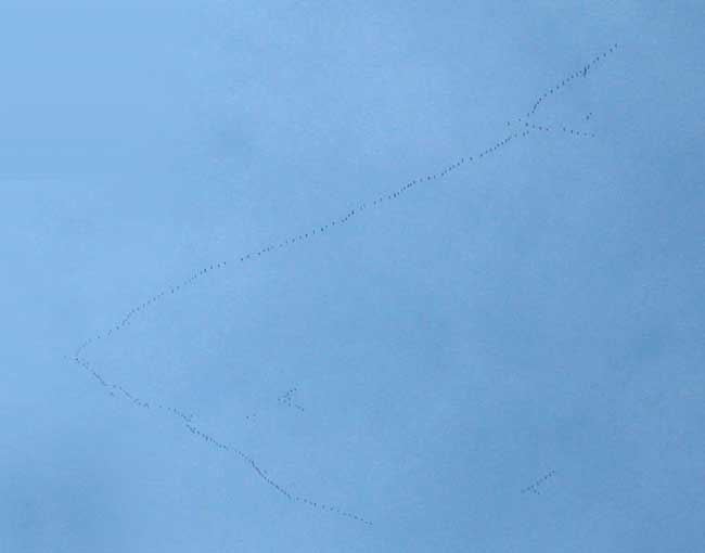 V formation of Canada Geese