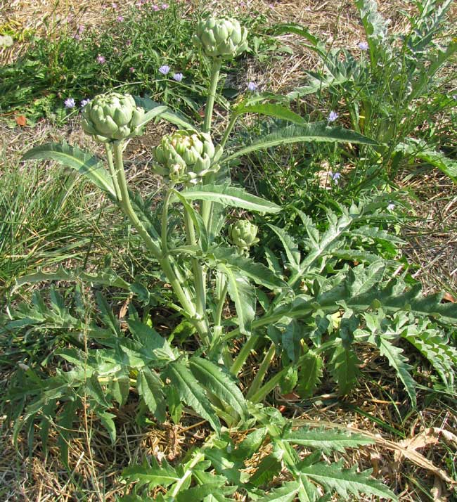 Artichokes,  CYNARA SCOLYMUS