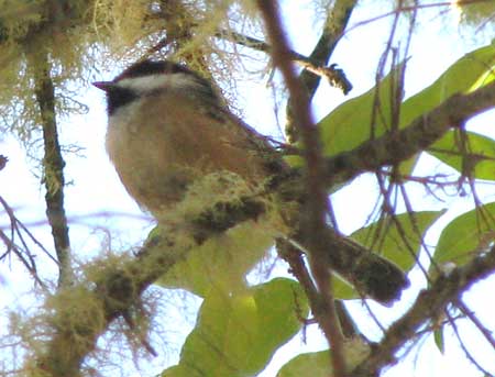 Black-capped Chickadee, POECILE ATRICAPILLUS, Northwestern race