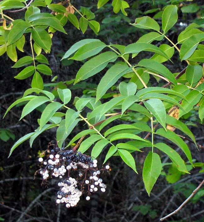 Blue Elderberry, Sambucus cerulea