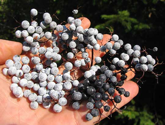 fruits of Blue Elderberry, Sambucus cerulea