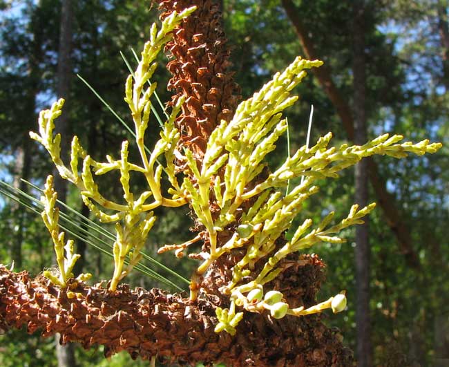 Western Dwarf Mistletoe, ARCEUTHOBIUM CAMPYLOPODUM