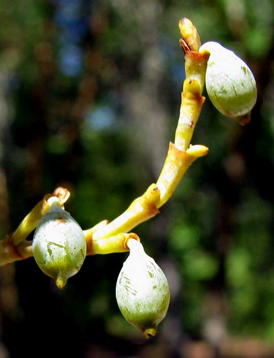 immature fruits of Western Dwarf Mistletoe, ARCEUTHOBIUM CAMPYLOPODUM