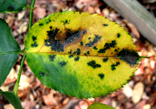 Black Spot Disease on Rose Leaves, DIPLOCARPON ROSAE