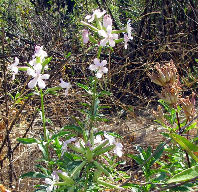 Soapwort or Bouncing Bet, SAPONARIA OFFICINALIS