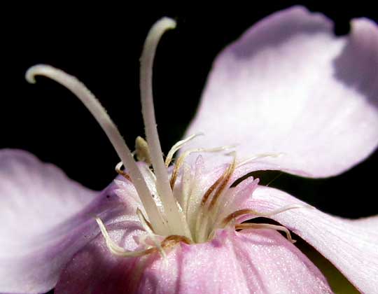 flower close-up of Soapwort or Bouncing Bet, SAPONARIA OFFICINALIS