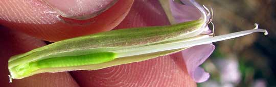 flower cross-section of Soapwort or Bouncing Bet, SAPONARIA OFFICINALIS